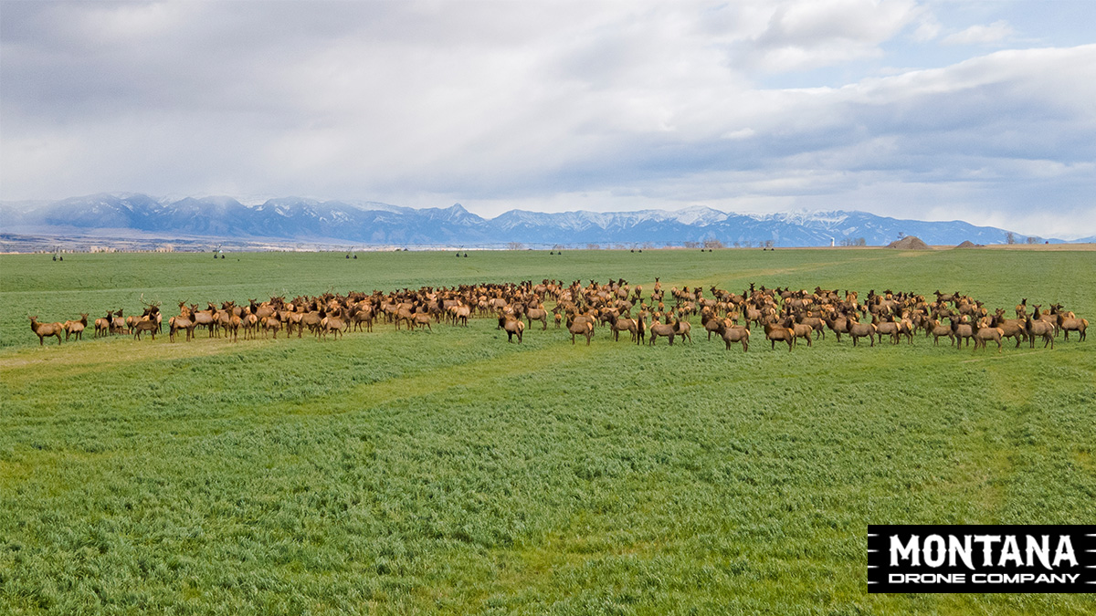 Gallatin Elk Herd Bridger Mountains Manhattan Montana
