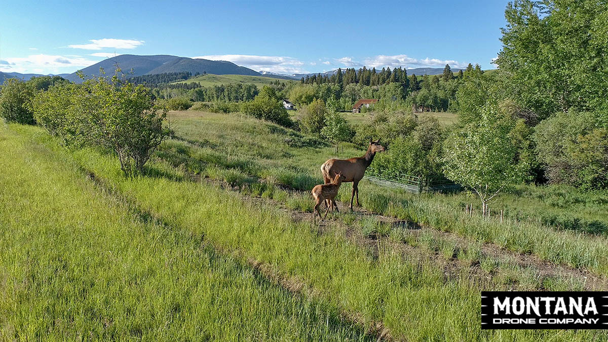 Montana Cow Calf Elk Green Meadow Mountain Background Pilot Fischer