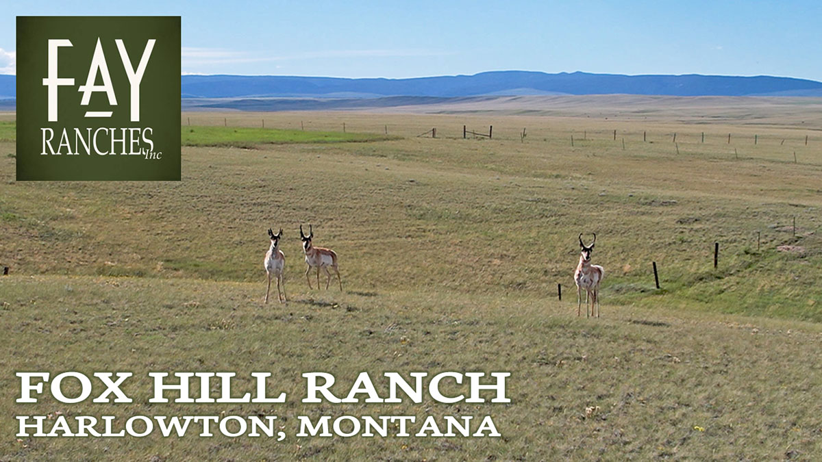 Montana Land For Sale | Fox Hill Ranch | Harlowton, MT