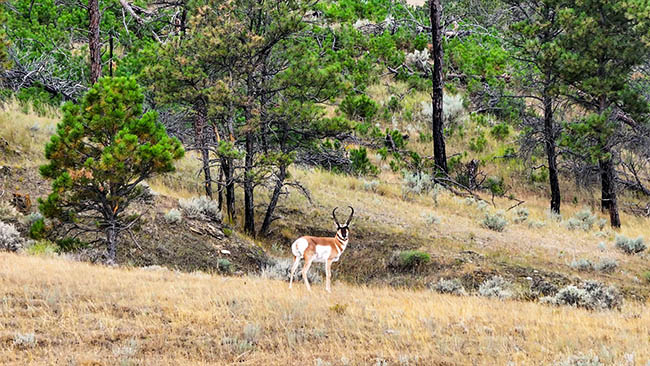 Aerial Antelope Buck Crooked Creek Ranch Winnett Mt