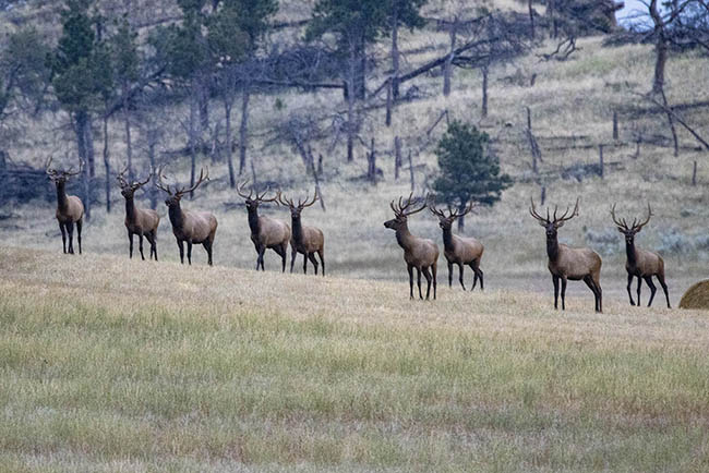 Ground Bull Elk Crooked Creek Ranch Winnett Mt