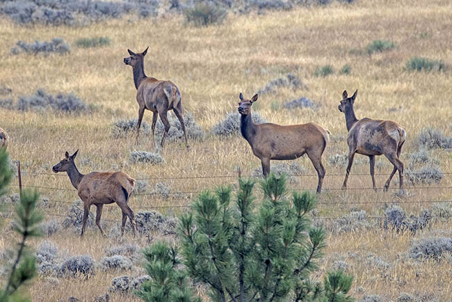 Ground Cow Elk Crooked Creek Ranch Winnett Mt