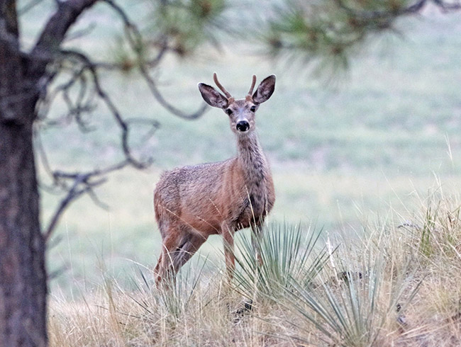 Ground Mule Deer Spike Crooked Creek Ranch Winnett Mt