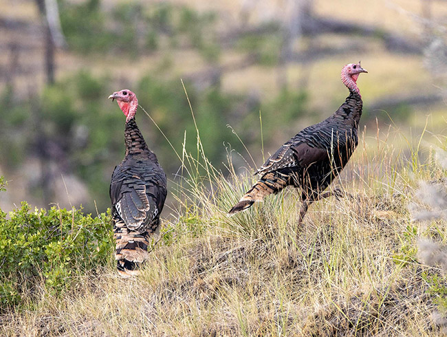 Ground Wild Turkeys Crooked Creek Ranch Winnett Mt
